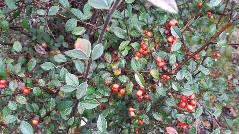 Cotoneaster hedges