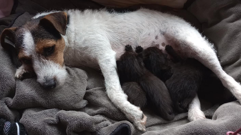 Jack Russell feeding six kittens