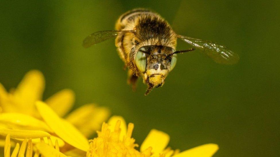 Green-eyed flower bee hovering over a yellow flower