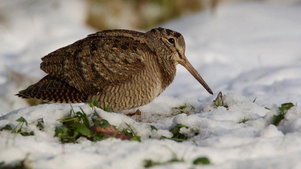 Woodcock standing in snow