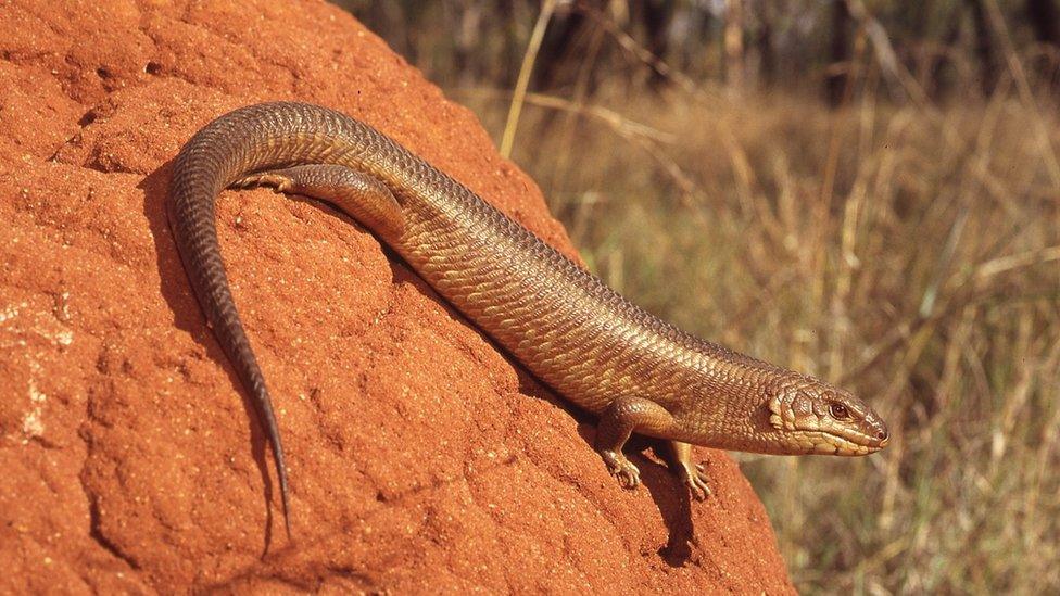 Australia's Yakka Skink