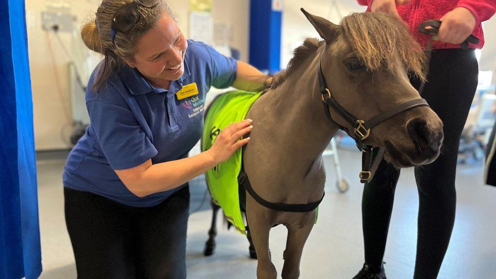 Therapy pony George with Zoe Goodman, the Trust's Voluntary Services Manager