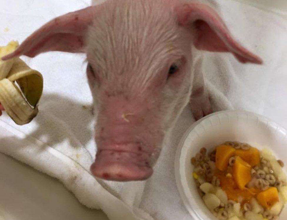 Wee Wee the piglet in a hotel bathtub