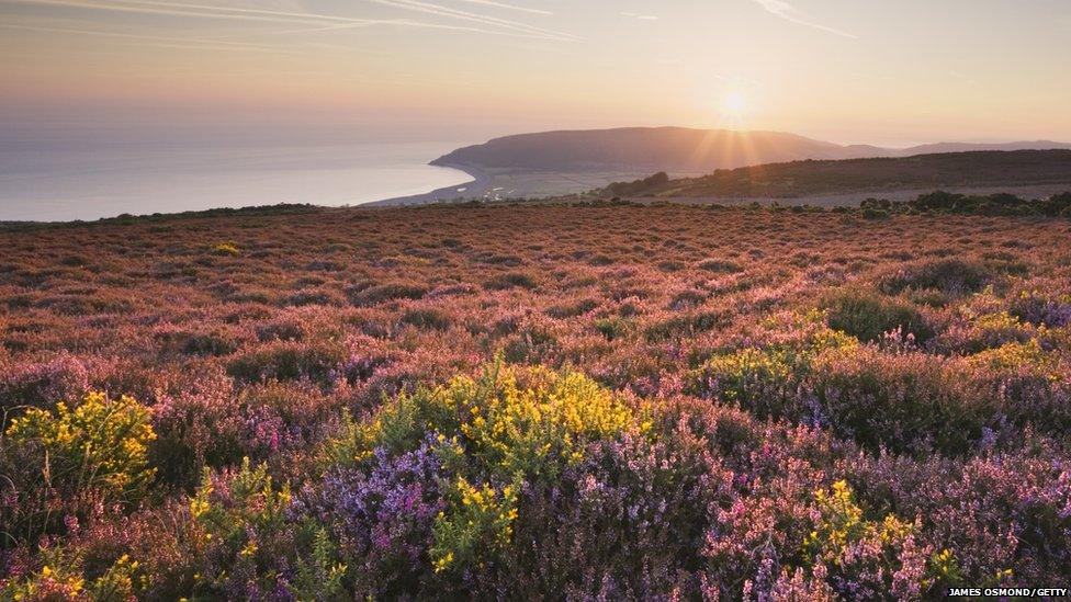 coastal heaths in Exmoor National Park in Somerset