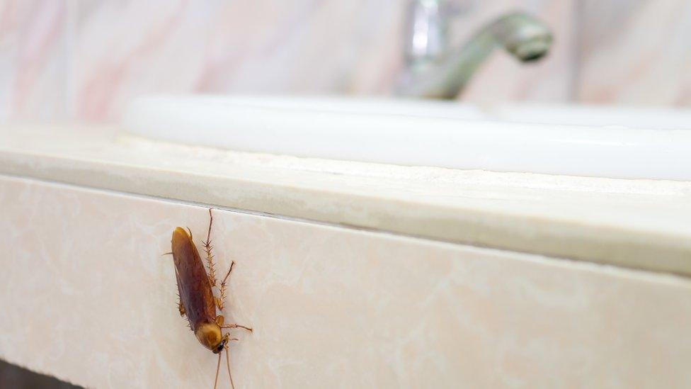 Cockroach in a bathroom