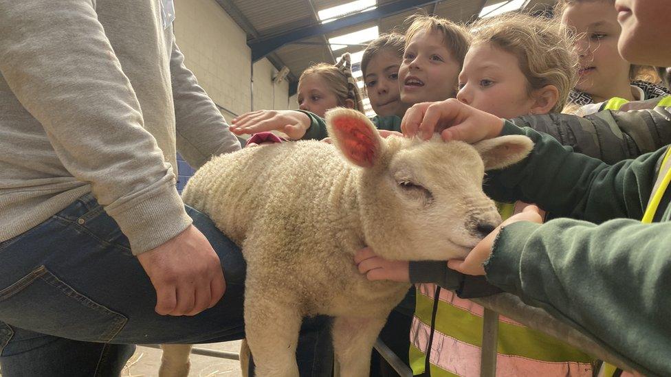 Pupils touching sheep