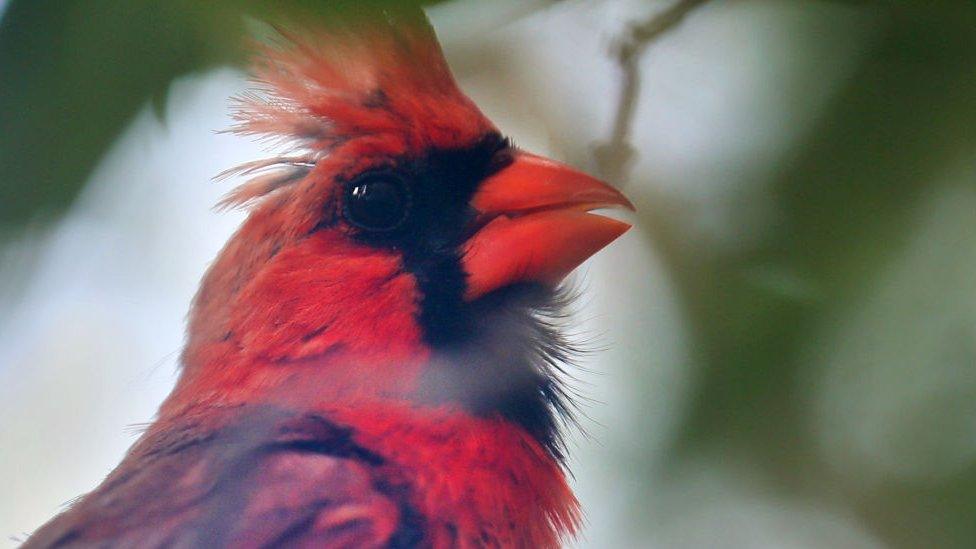 Northern Cardinal.