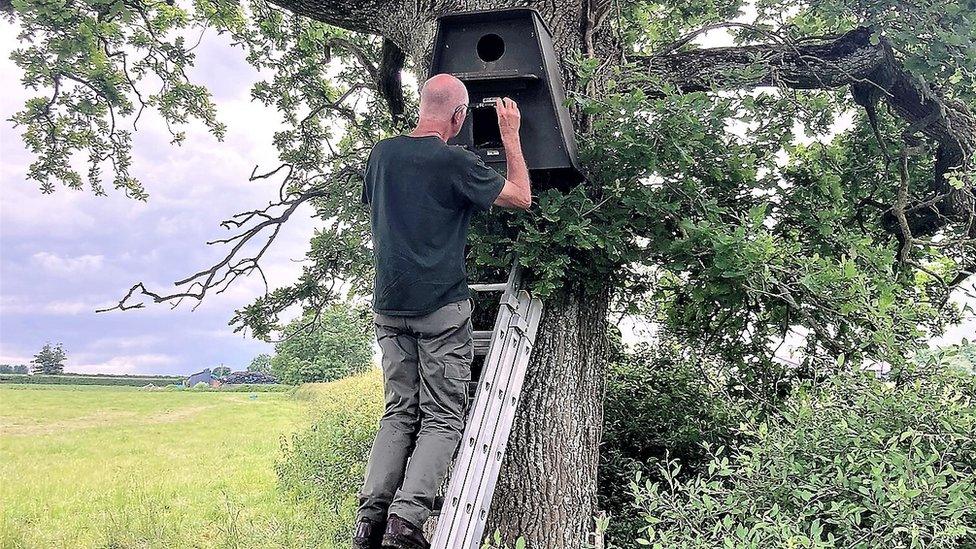 A volunteer checking a barn owl box