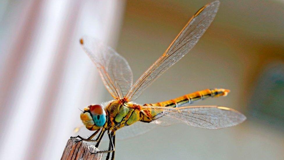 A Southern Darter dragonfly