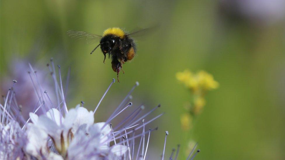 Bumblebee and phacelia