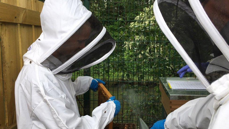 Young dads in bee suits