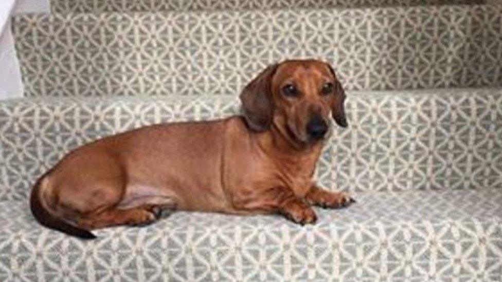 Helen Bailey's dog Boris