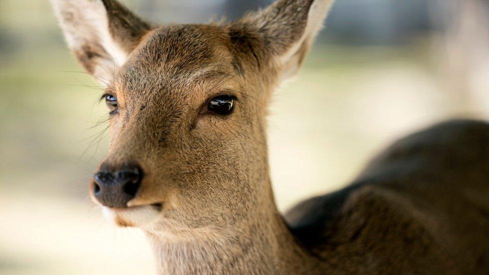 A sika deer stands on March 12, 2020 in Nara, Japan.