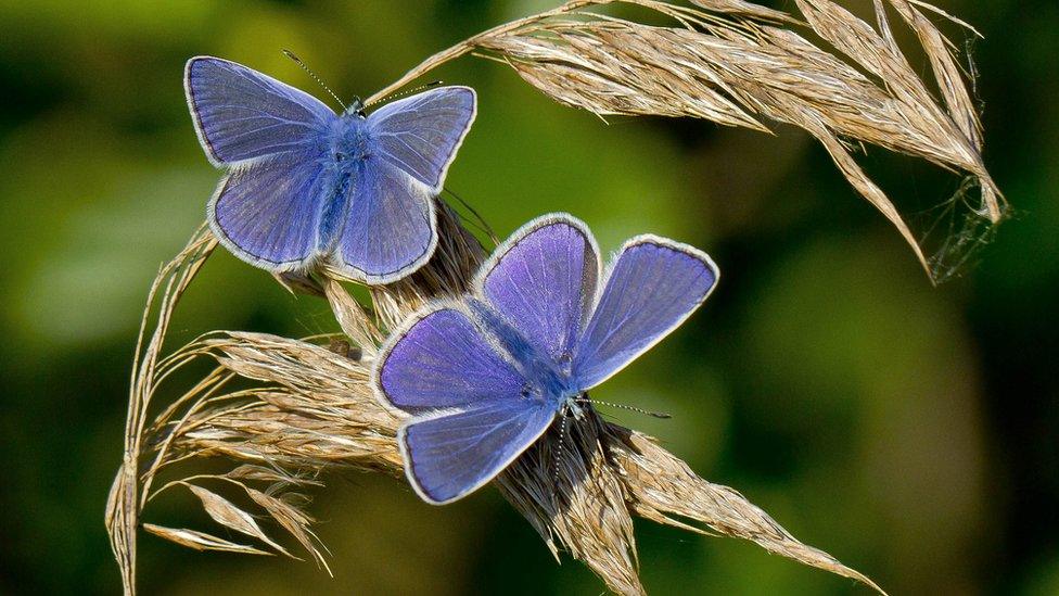 Common Blue butterfly