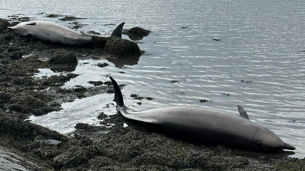 the whales on the beach