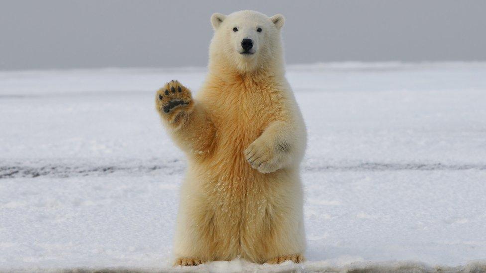 Portrait of polar bear on sea,Russia