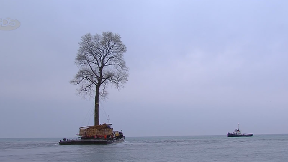 The tree on the boat