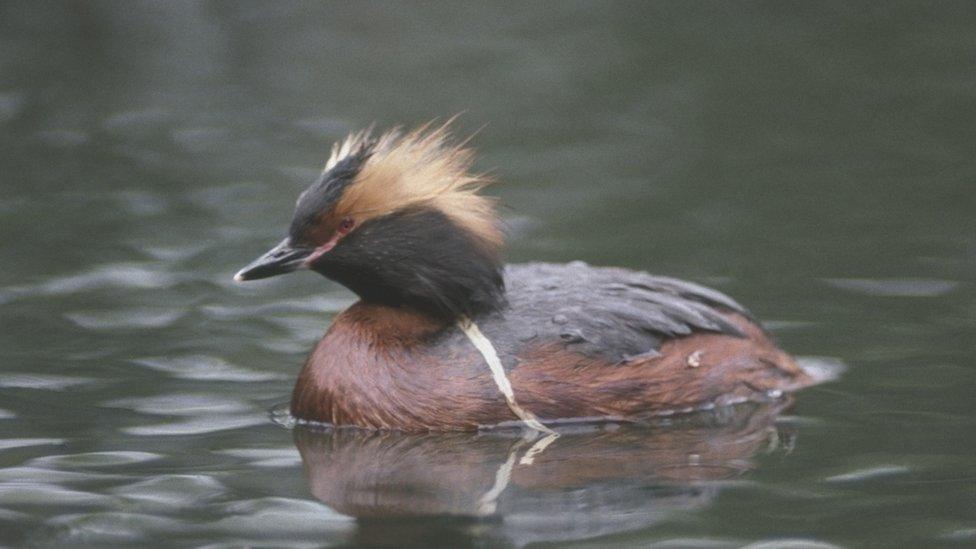 Slavonian grebe