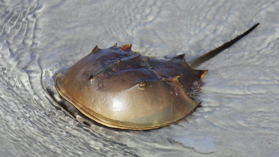 A horseshoe crab