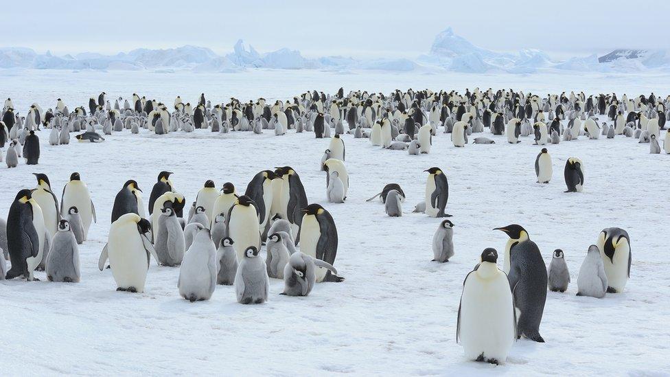 Emperor penguin colony with chicks