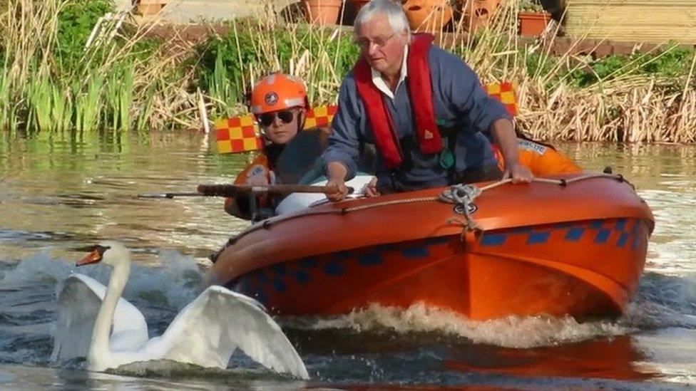 Swan being rescued