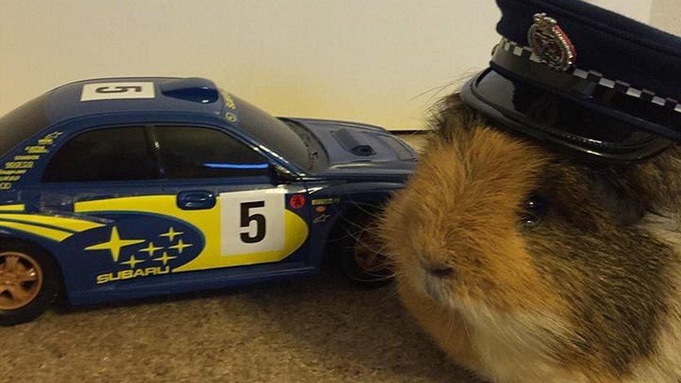 Elliot the guinea pig with a toy car