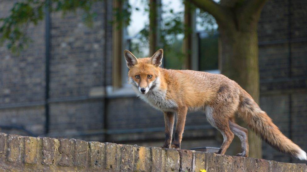 fox on a wall