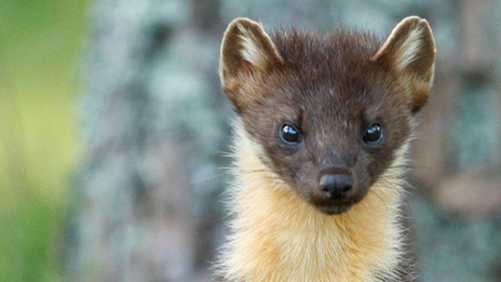 Pine marten