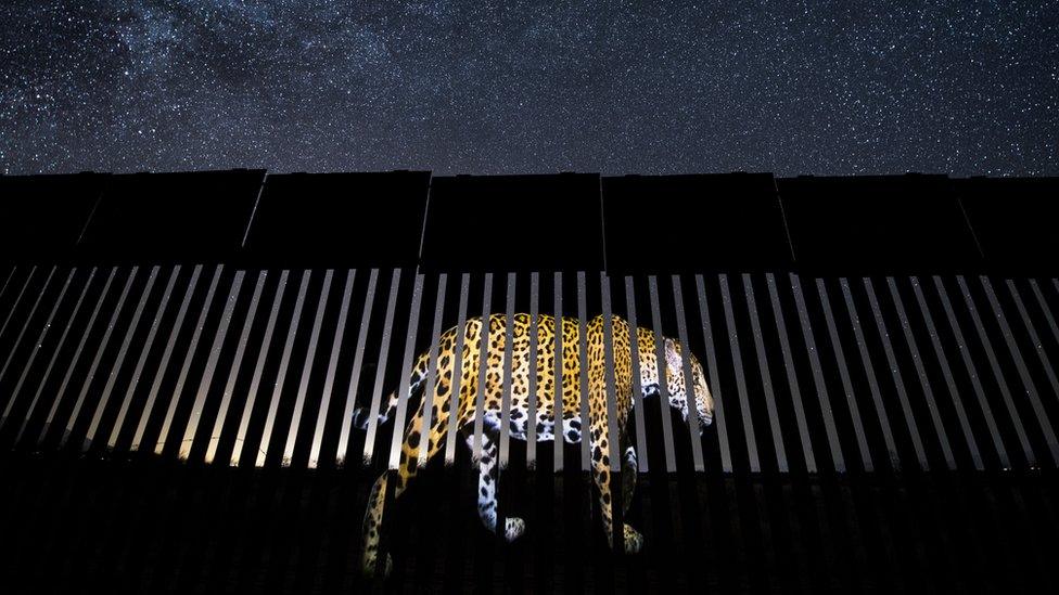 projection-jaguar-mexico-border-at-night.