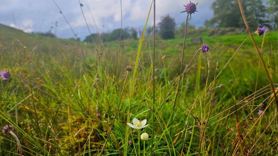 Grass-of-Parnassus at Mislet Scroggs