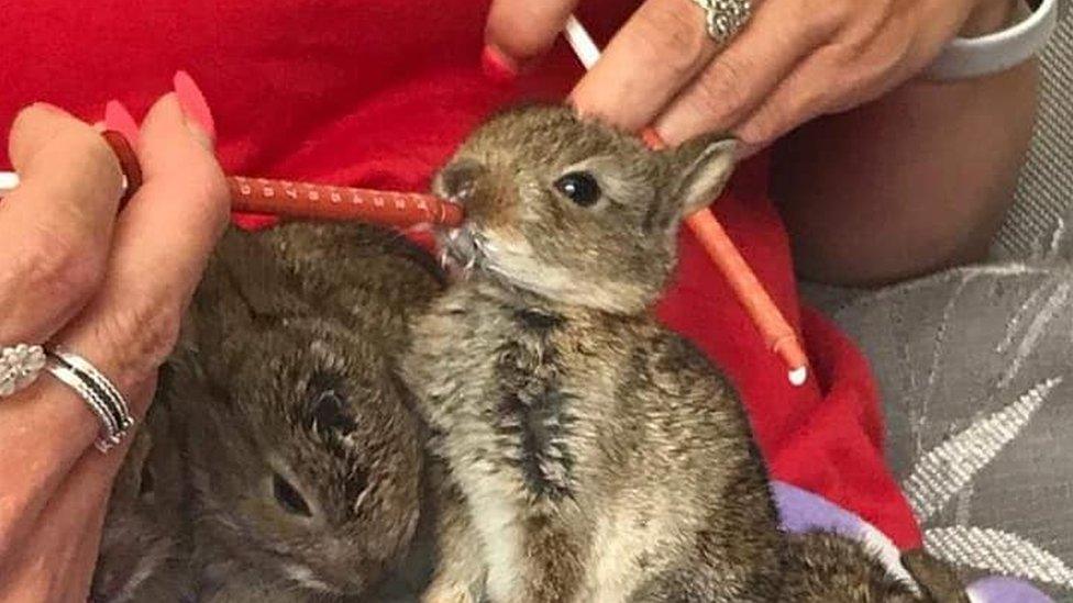 Baby rabbits at Little Souls Wildlife Rescue