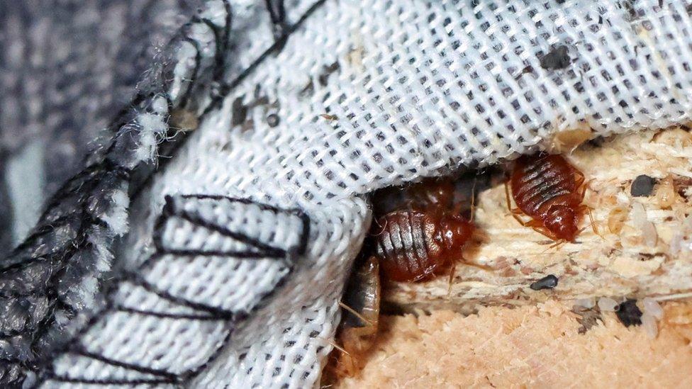 Bed bugs in the seam of a sofa in Paris