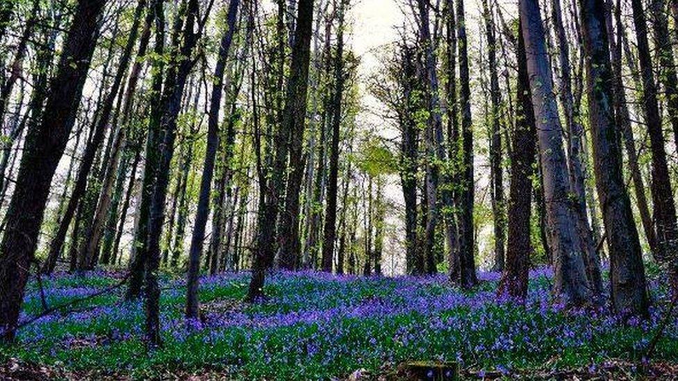 Bluebells at Forest Fawr near Tongwynlais