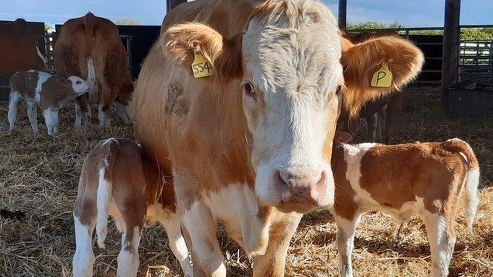 Cows at High Barn Farm