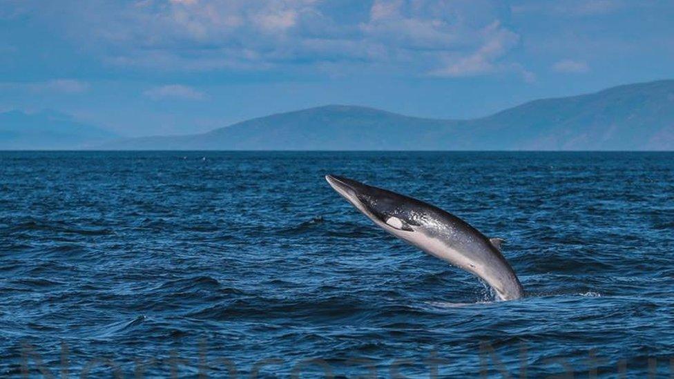 Minke whale