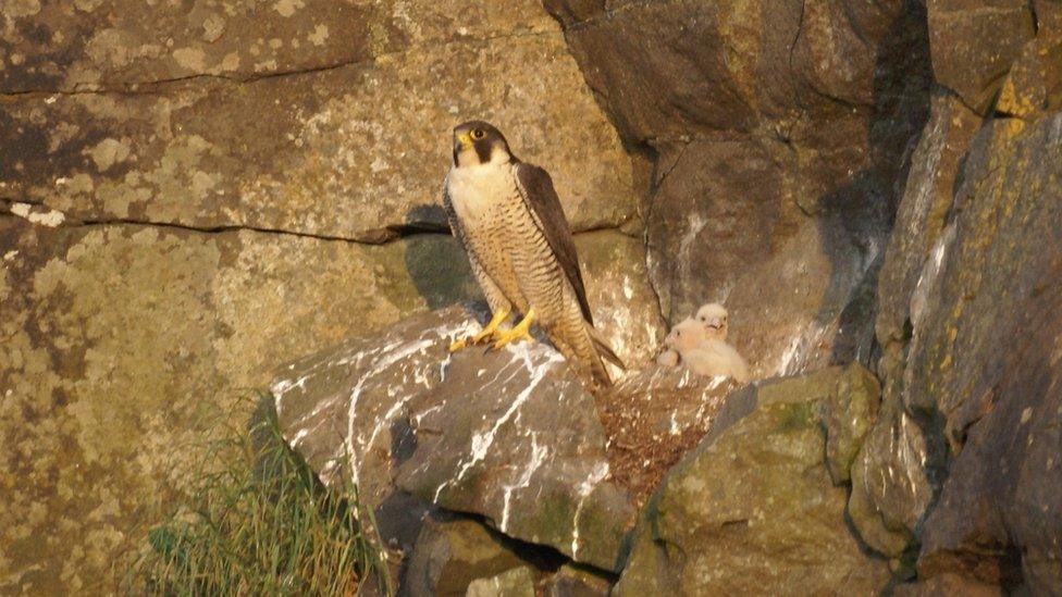 A peregrine on its nest