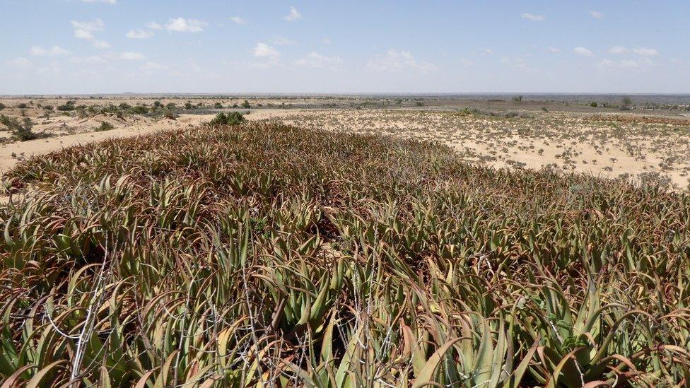 Field of aloe plants