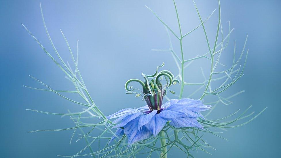 winning-photograph-rhs-annual-photographers-plants