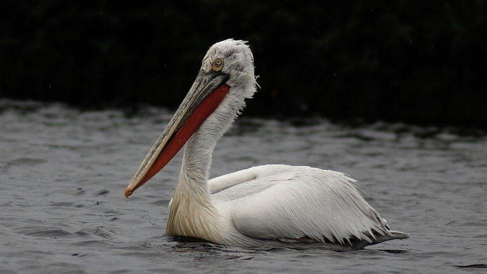 Dalmatian Pelican