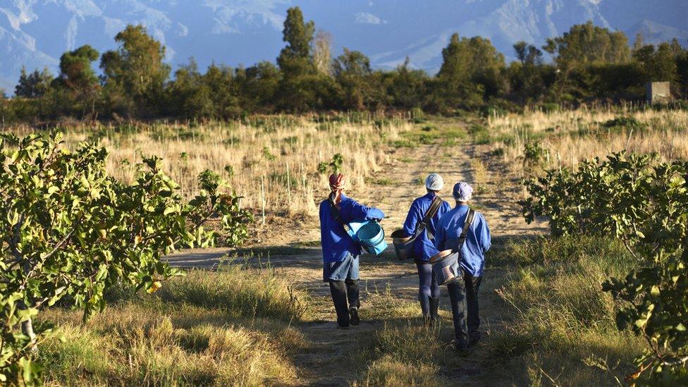 Workers at a fig farm in South Africa