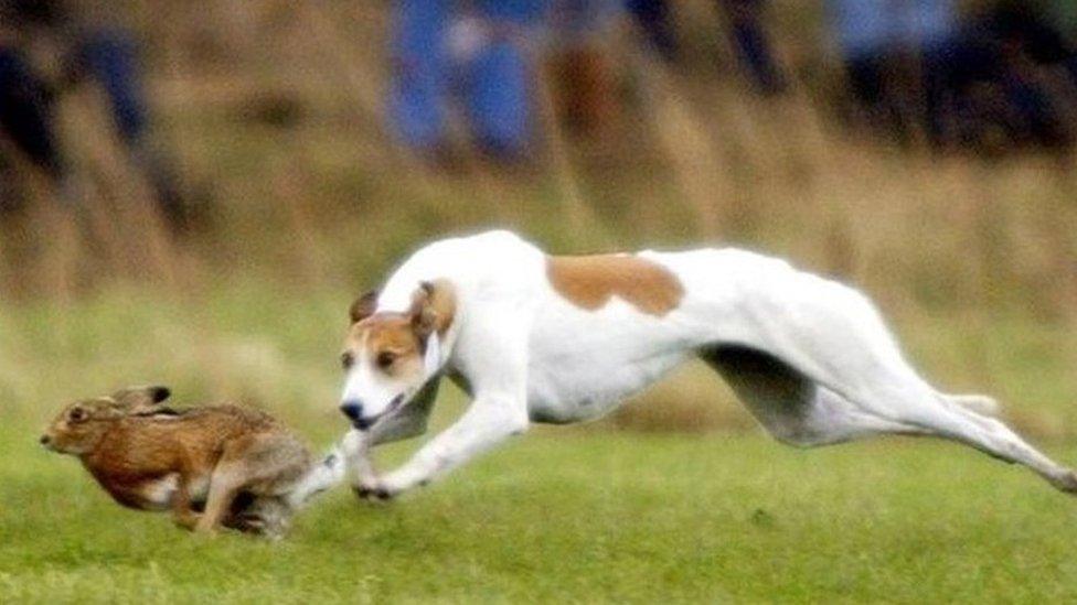 Hare coursing