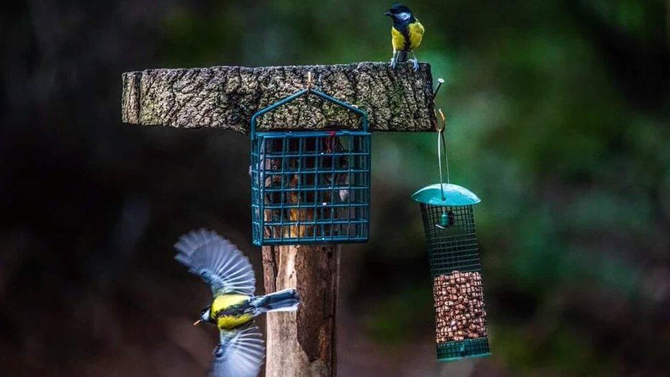 Great tits feeding at Penrhos, Gwynedd.