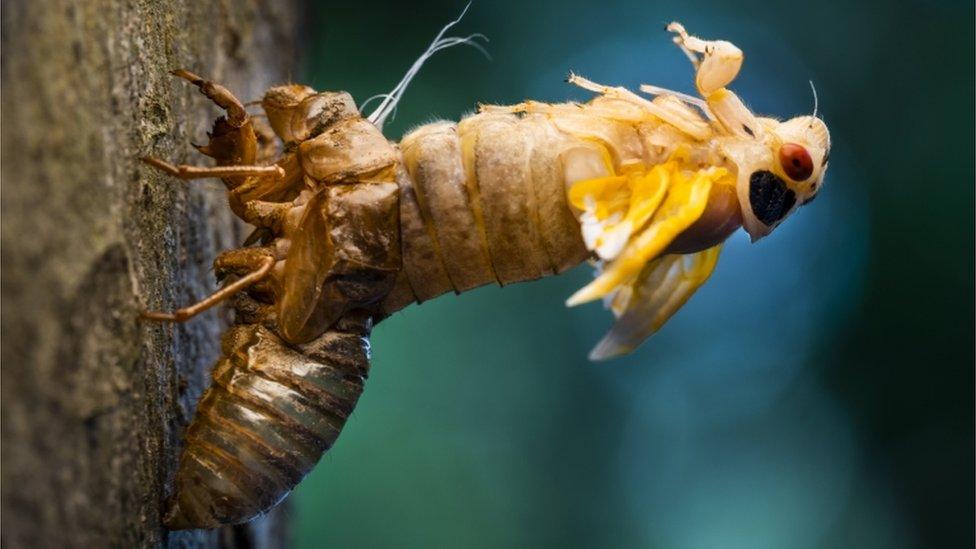 Brood X cicadas.