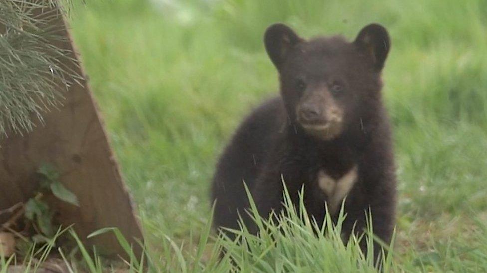 Video shows the four siblings learning to climb trees with their mother at Woburn Safari Park.