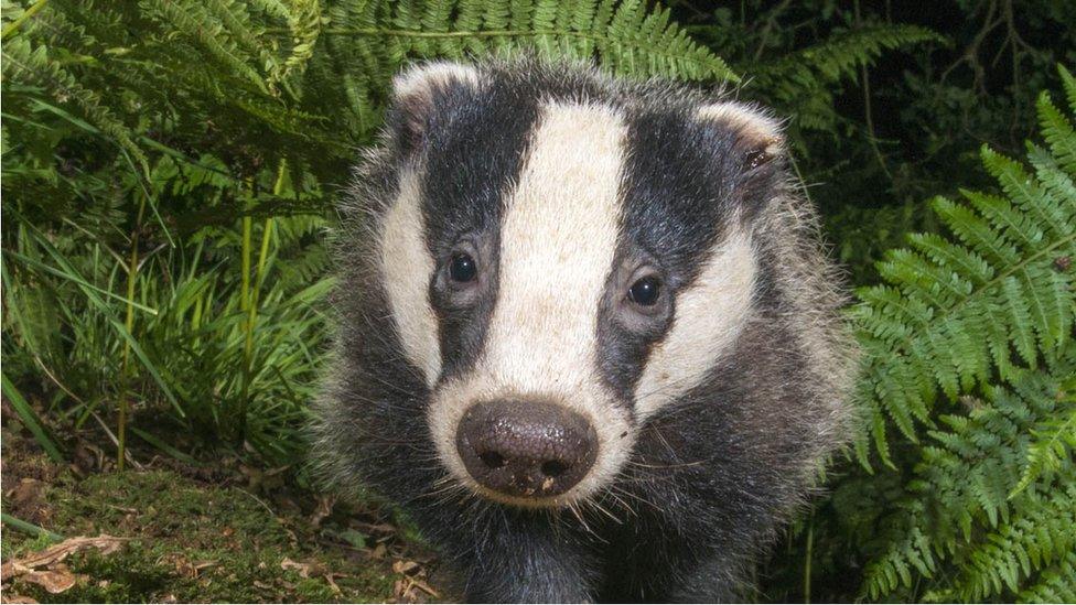 a badger