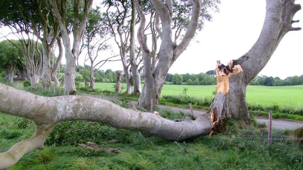 Trees damaged in Storm Hector at Dark Hedges