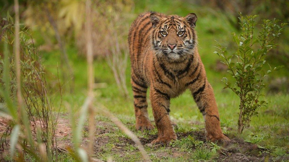 Sumatran tiger
