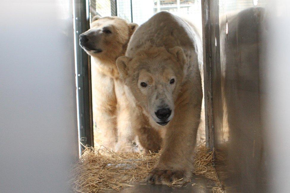 Polar bears Walker and Arktos