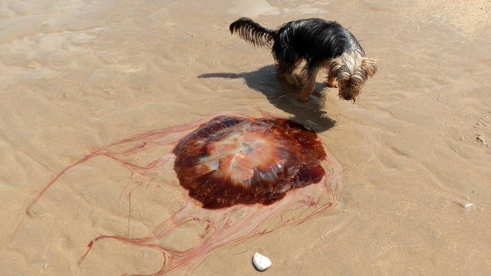 Lion's Mane jellyfish