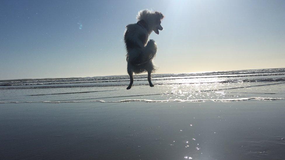 J.C the dog jumping for joy at Newgale beach in Pembrokeshire was captured by his owner 18-year-old Clementyne Stevenson.